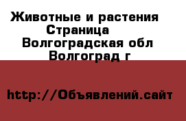  Животные и растения - Страница 10 . Волгоградская обл.,Волгоград г.